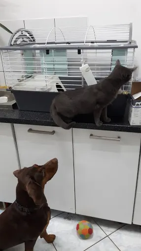 Gabinet weterynaryjny